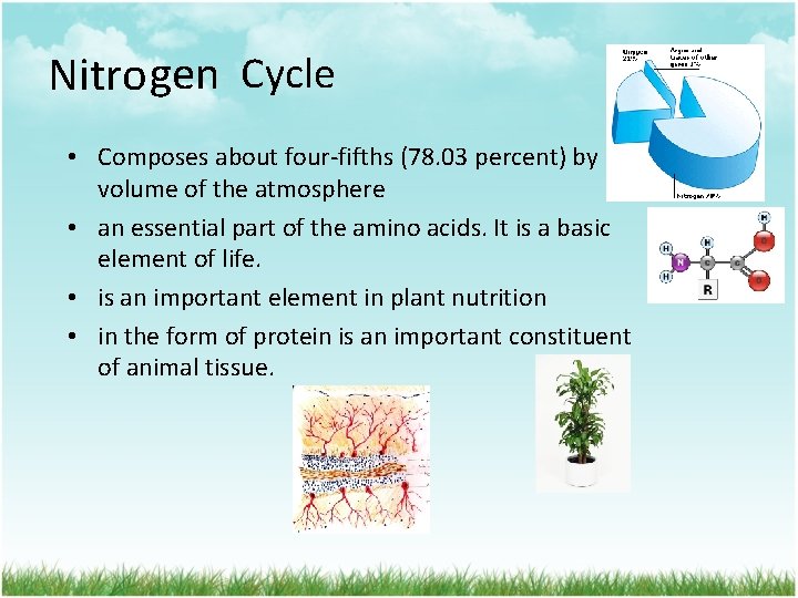 Nitro gen Cycle • Composes about four-fifths (78. 03 percent) by volume of the