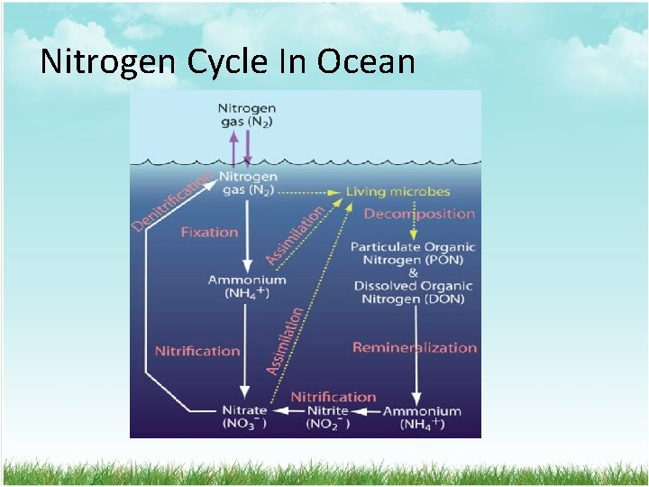 Nitrogen Cycle In Ocean 