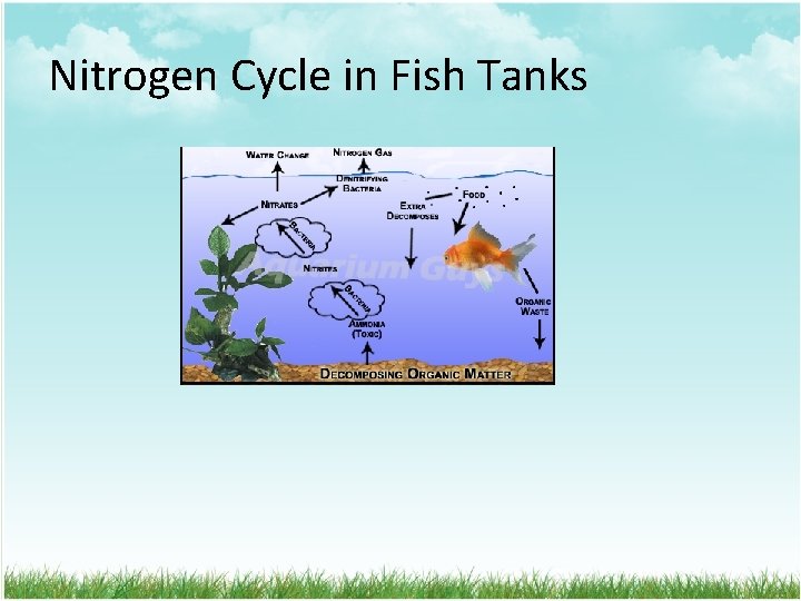 Nitrogen Cycle in Fish Tanks 