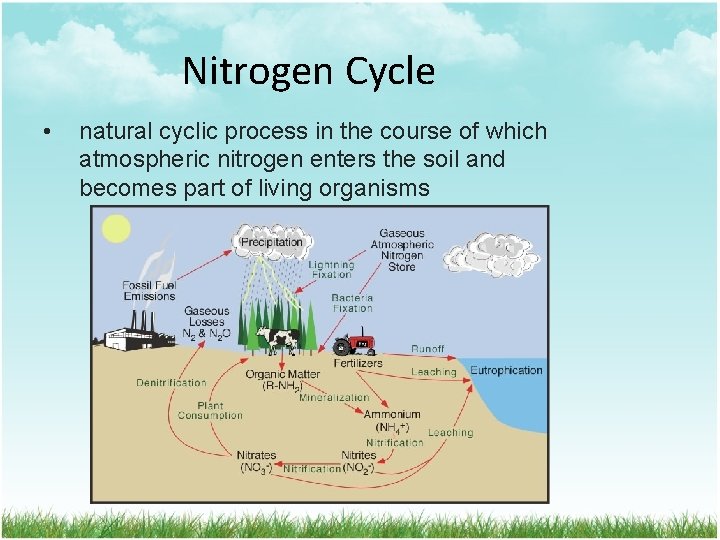 Nitrogen Cycle • natural cyclic process in the course of which atmospheric nitrogen enters