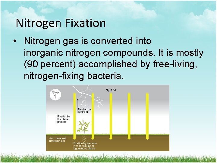 Nitrogen Fixation • Nitrogen gas is converted into inorganic nitrogen compounds. It is mostly