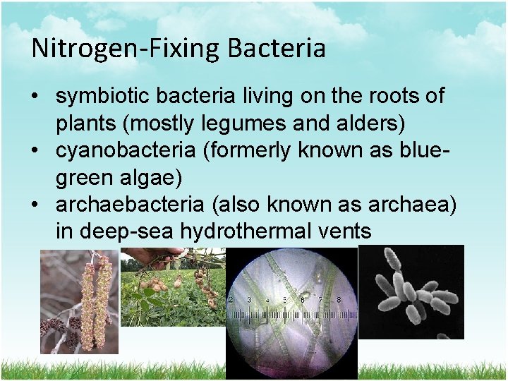 Nitrogen-Fixing Bacteria • symbiotic bacteria living on the roots of plants (mostly legumes and