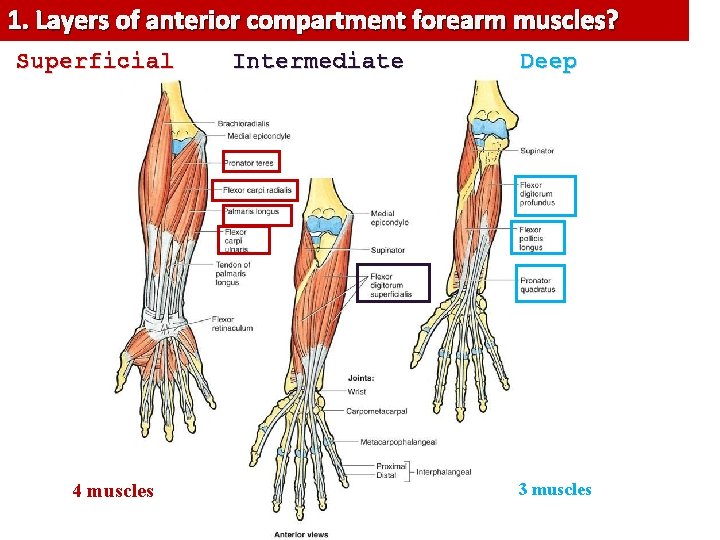 1. Layers of anterior compartment forearm muscles? Superficial 4 muscles Intermediate Deep 3 muscles