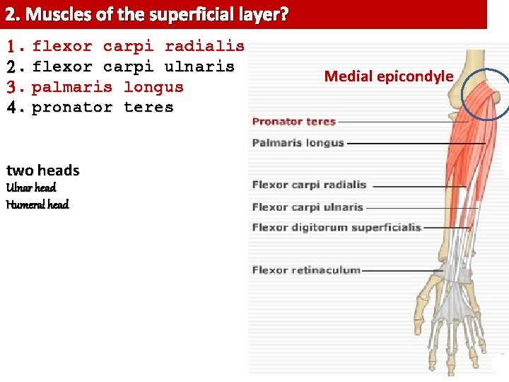 2. Muscles of the superficial layer? 1. flexor carpi radialis 2. flexor carpi ulnaris