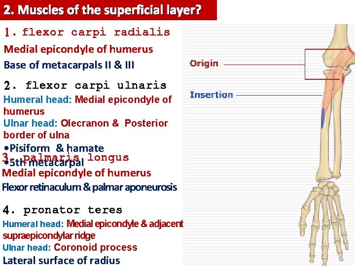 2. Muscles of the superficial layer? 1. flexor carpi radialis Medial epicondyle of humerus