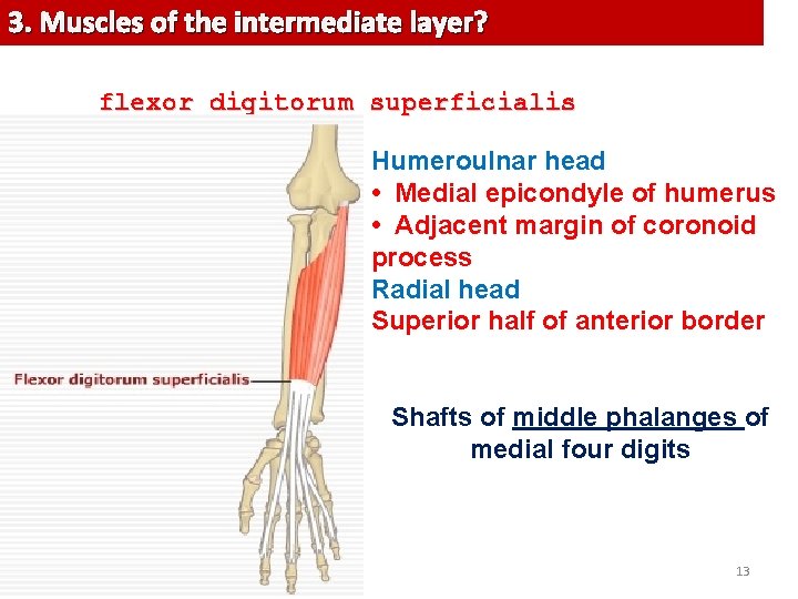 3. Muscles of theofintermediate layer? and deep layers? . . the muscles the intermediate