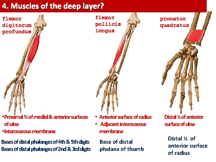 4. of theofdeep layer? 3. Muscles. . the muscles the intermediate and deep layers?