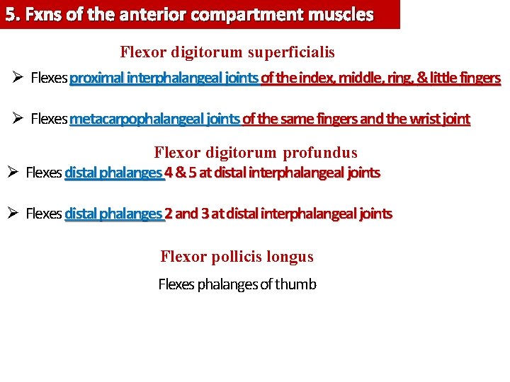 5. Fxns of the anterior compartment muscles Flexor digitorum superficialis Ø Flexes proximal interphalangeal