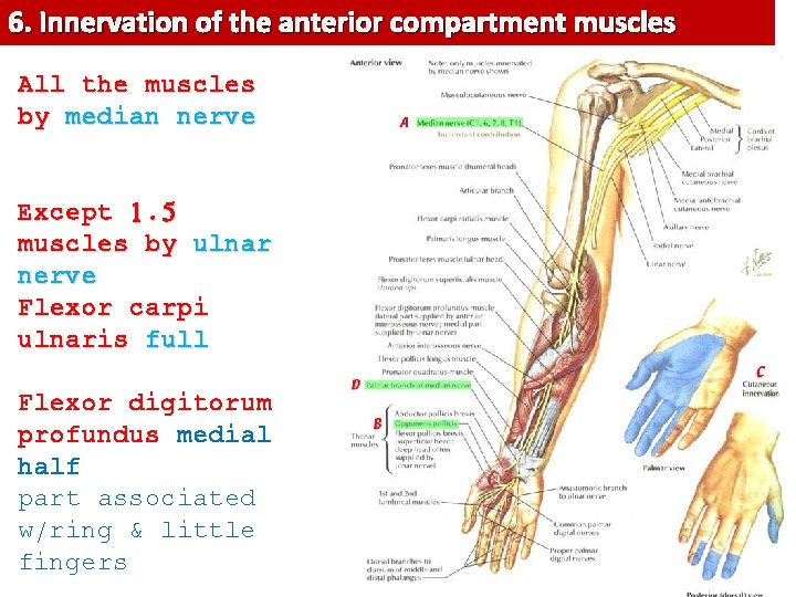 6. Innervation of the anterior compartment muscles All the muscles by median nerve Except