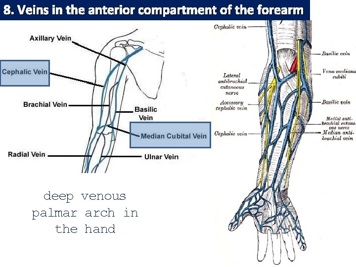 8. Veins in the anterior compartment of the forearm deep venous palmar arch in