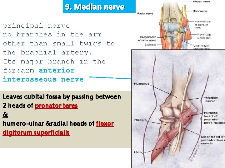9. Median nerve principal nerve no branches in the arm other than small twigs