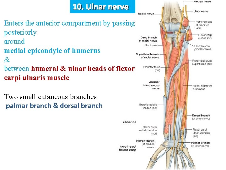 10. Ulnar nerve Enters the anterior compartment by passing posteriorly around medial epicondyle of