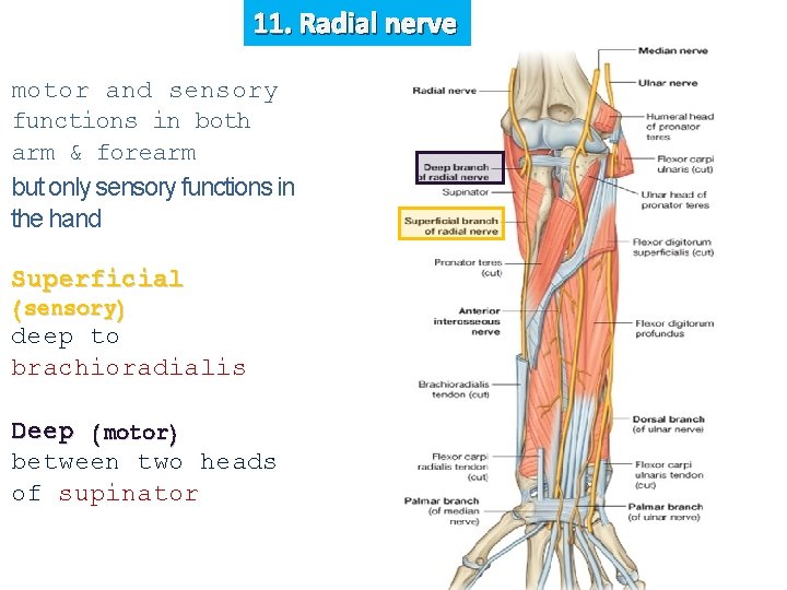 11. Radial nerve motor and sensory functions in both arm & forearm but only