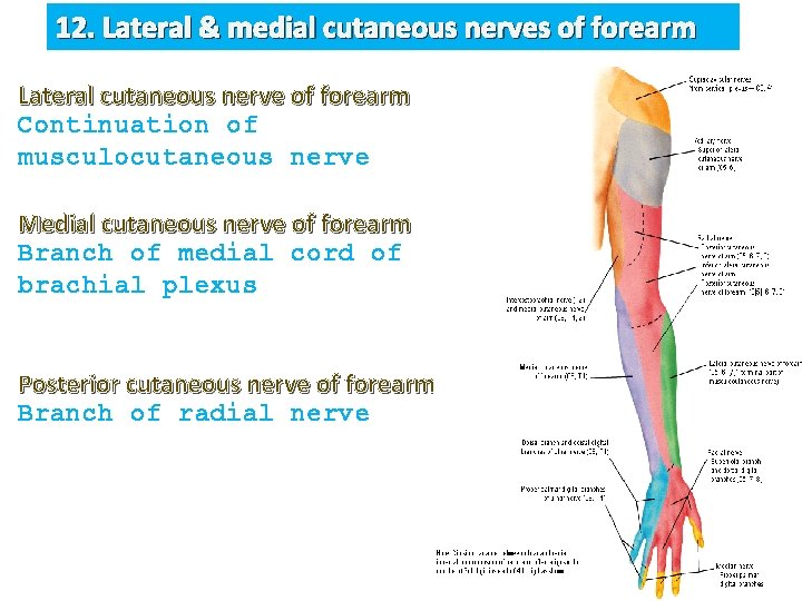 12. Lateral & medial cutaneous nerves of forearm Lateral cutaneous nerve of forearm Continuation
