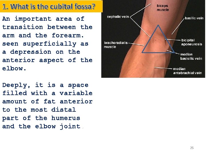 1. What is the cubital fossa? An important area of transition between the arm