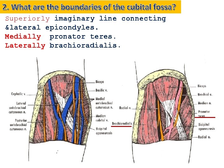 2. What are the boundaries of the cubital fossa? Superiorly imaginary line connecting medial