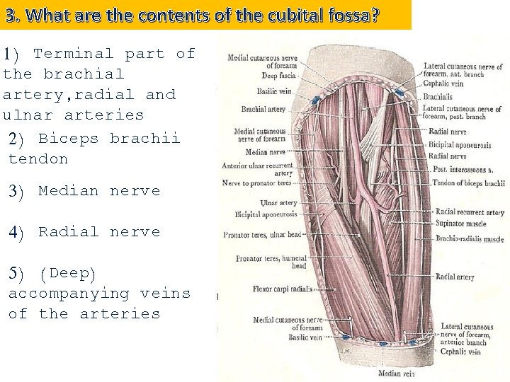 3. What are the contents of the cubital fossa? 1) Terminal part of the