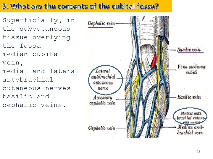 3. What are the contents of the cubital fossa? Superficially, in the subcutaneous tissue