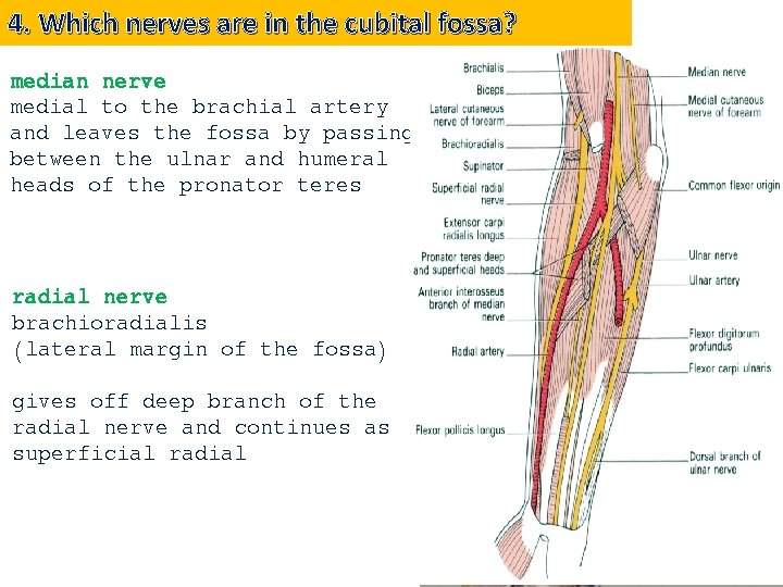 4. Which nerves are in the cubital fossa? median nerve lies immediately medial to