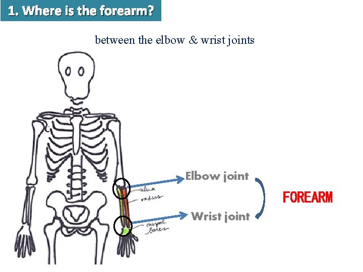 1. Where is the forearm? between the elbow & wrist joints Elbow joint FOREARM