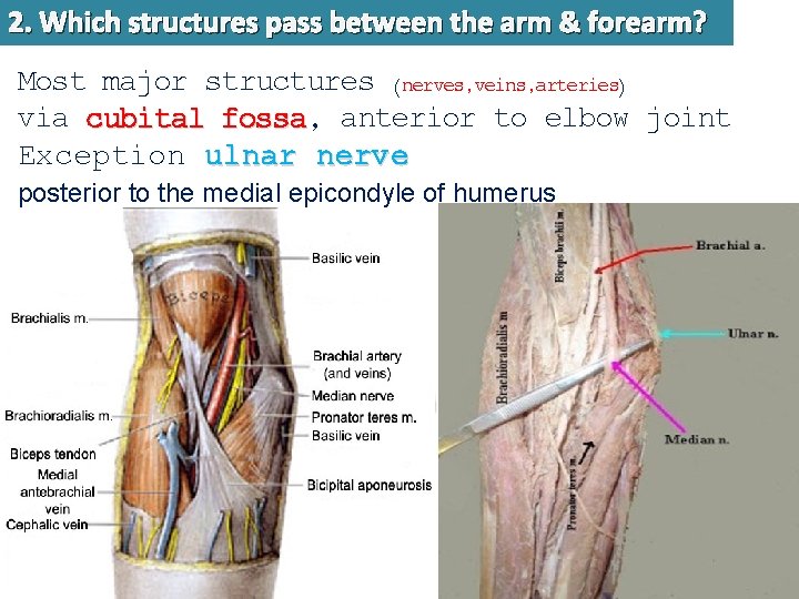 2. Which structures pass between the arm & forearm? Most major structures (nerves, veins,