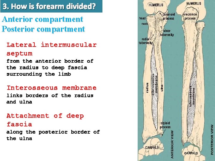 3. How is forearm divided? Anterior compartment Posterior compartment Lateral intermuscular septum from the