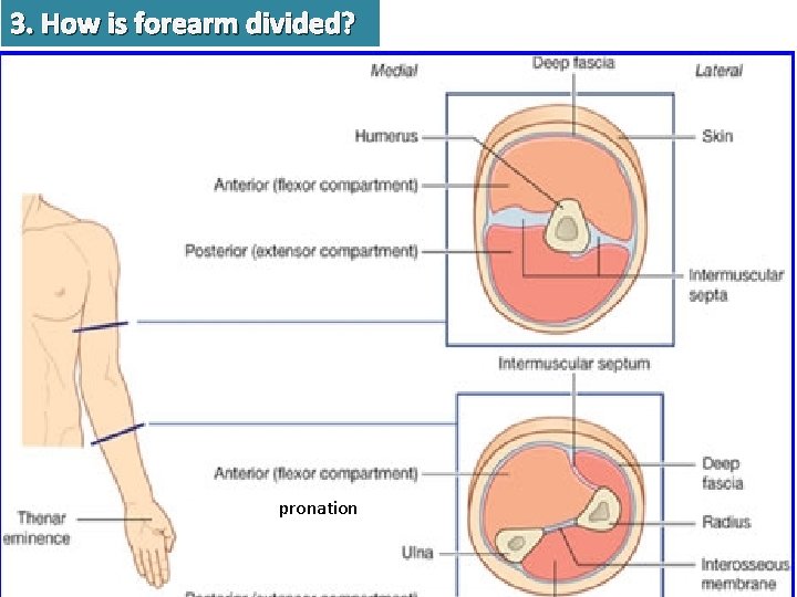 3. How is forearm divided? pronation 