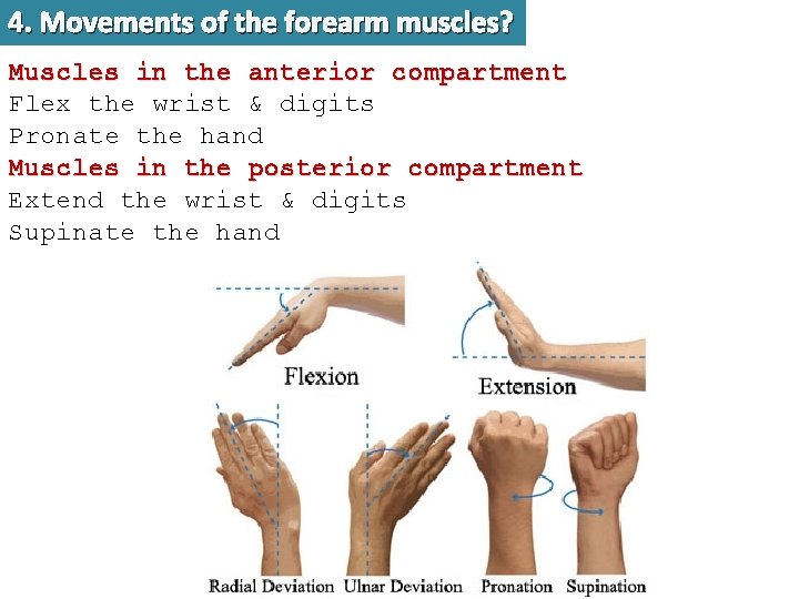 4. Movements of the forearm muscles? Muscles in the anterior compartment Flex the wrist