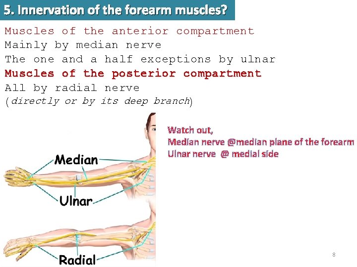 5. Innervation of the forearm muscles? Muscles of the anterior compartment Mainly by median