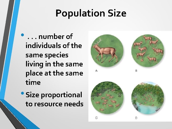 Population Size • . . . number of individuals of the same species living