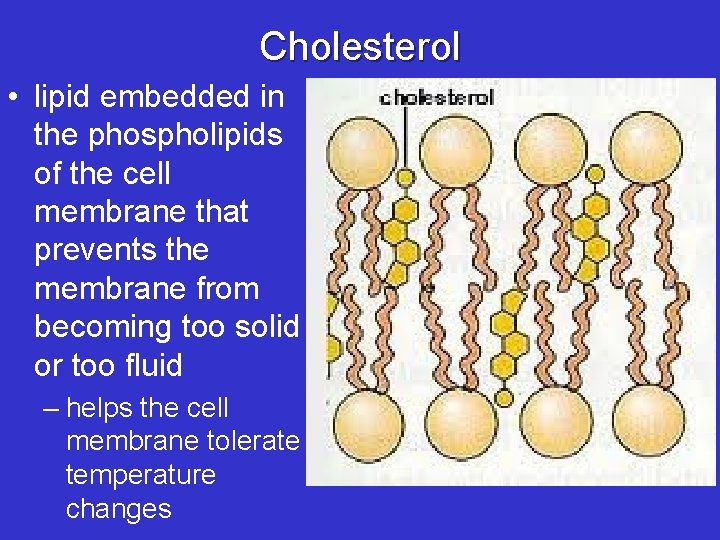 Cholesterol • lipid embedded in the phospholipids of the cell membrane that prevents the