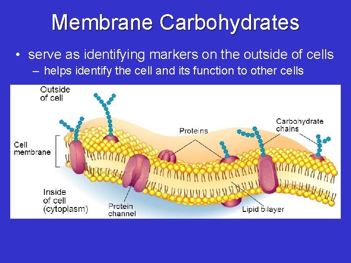 Membrane Carbohydrates • serve as identifying markers on the outside of cells – helps