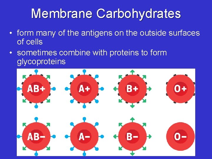 Membrane Carbohydrates • form many of the antigens on the outside surfaces of cells