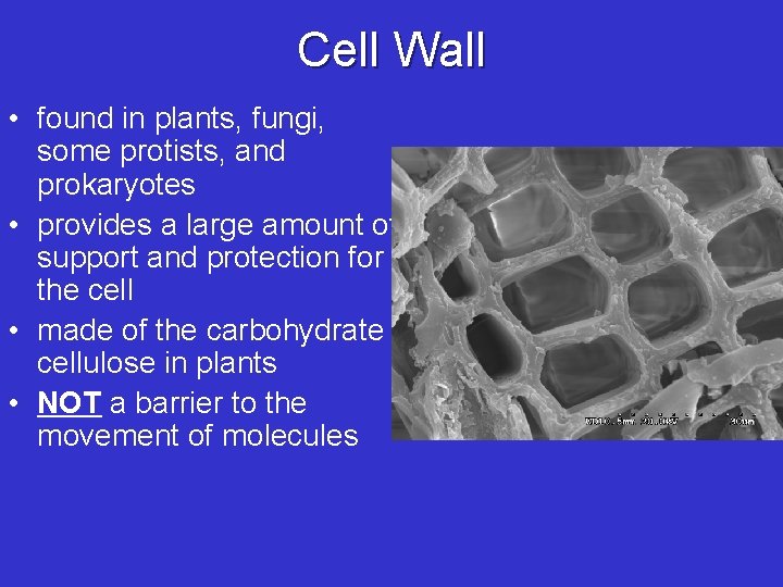 Cell Wall • found in plants, fungi, some protists, and prokaryotes • provides a