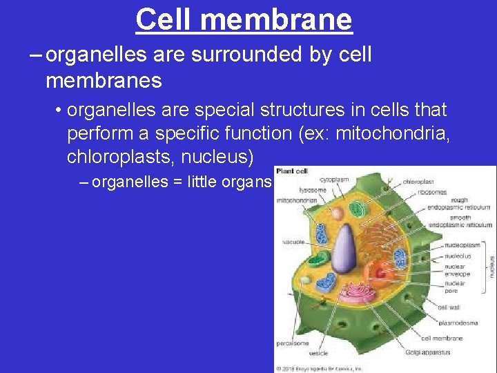 Cell membrane – organelles are surrounded by cell membranes • organelles are special structures