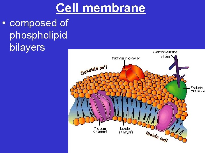 Cell membrane • composed of phospholipid bilayers 