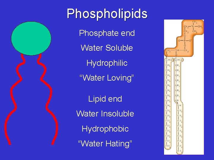Phospholipids Phosphate end Water Soluble Hydrophilic “Water Loving” Lipid end Water Insoluble Hydrophobic “Water