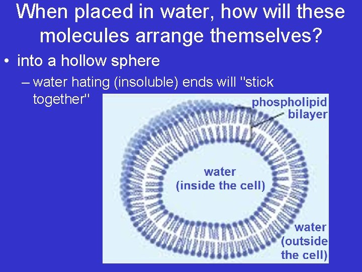 When placed in water, how will these molecules arrange themselves? • into a hollow