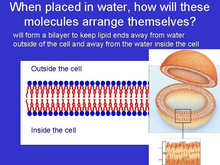When placed in water, how will these molecules arrange themselves? will form a bilayer