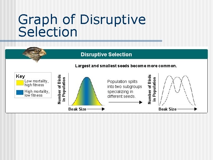 Graph of Disruptive Selection Low mortality, high fitness High mortality, low fitness Population splits