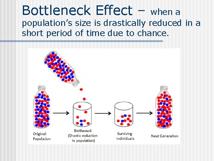 Bottleneck Effect – when a population’s size is drastically reduced in a short period