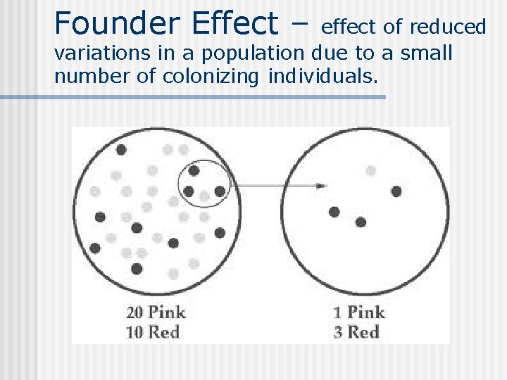 Founder Effect – effect of reduced variations in a population due to a small