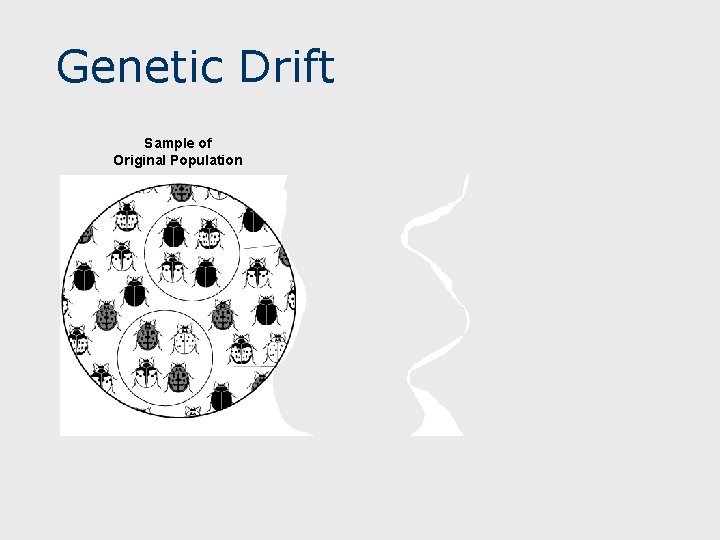 Genetic Drift Sample of Original Population Descendants Founding Population A Founding Population B 
