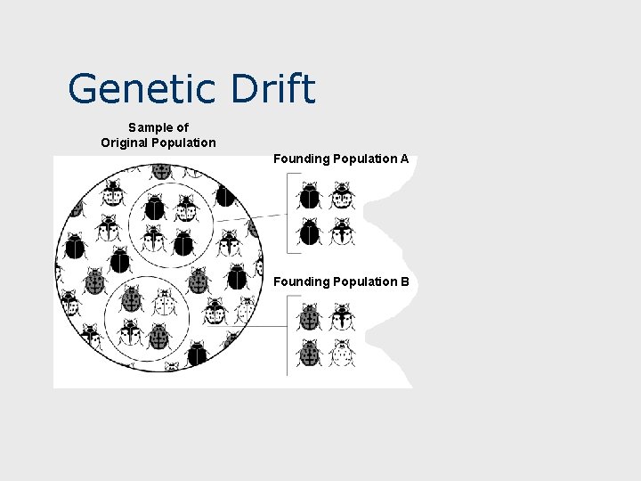 Genetic Drift Sample of Original Population Descendants Founding Population A Founding Population B 