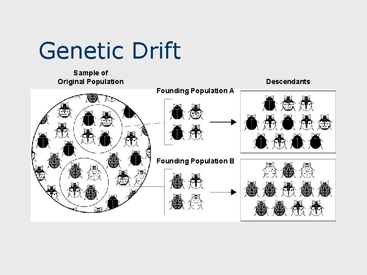 Genetic Drift Sample of Original Population Descendants Founding Population A Founding Population B 