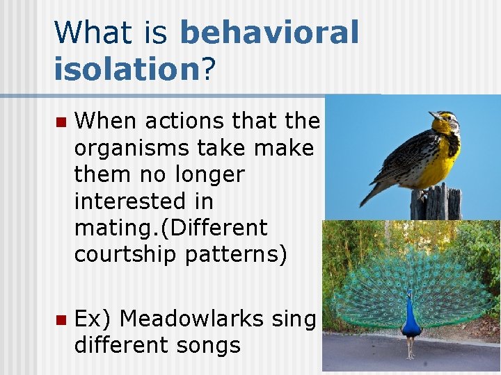What is behavioral isolation? n When actions that the organisms take make them no