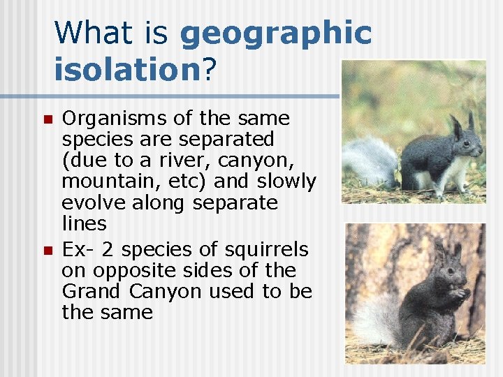 What is geographic isolation? n n Organisms of the same species are separated (due