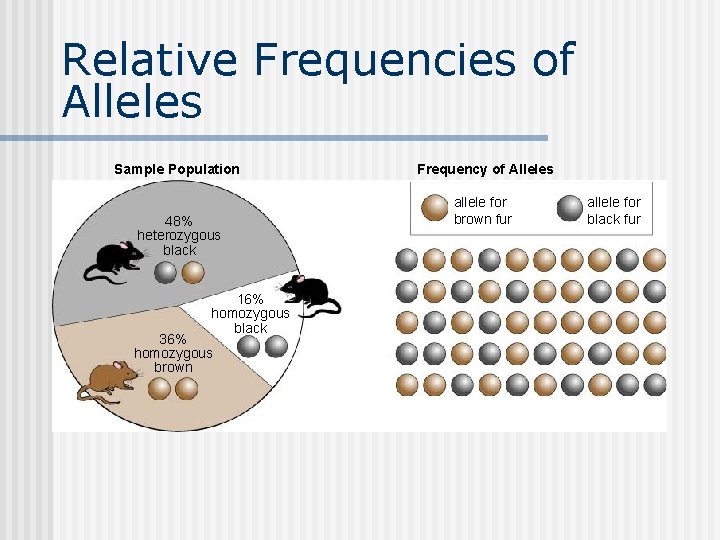 Relative Frequencies of Alleles Sample Population 48% heterozygous black 16% homozygous black 36% homozygous