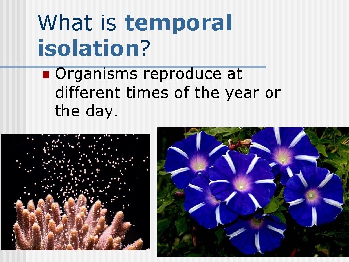 What is temporal isolation? n Organisms reproduce at different times of the year or