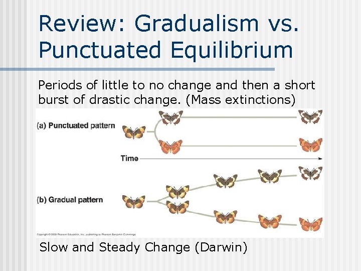 Review: Gradualism vs. Punctuated Equilibrium Periods of little to no change and then a